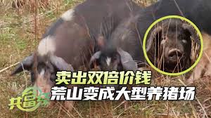 智慧猪场合集