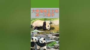 知福宝合集
