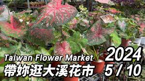 植物彩雅合集